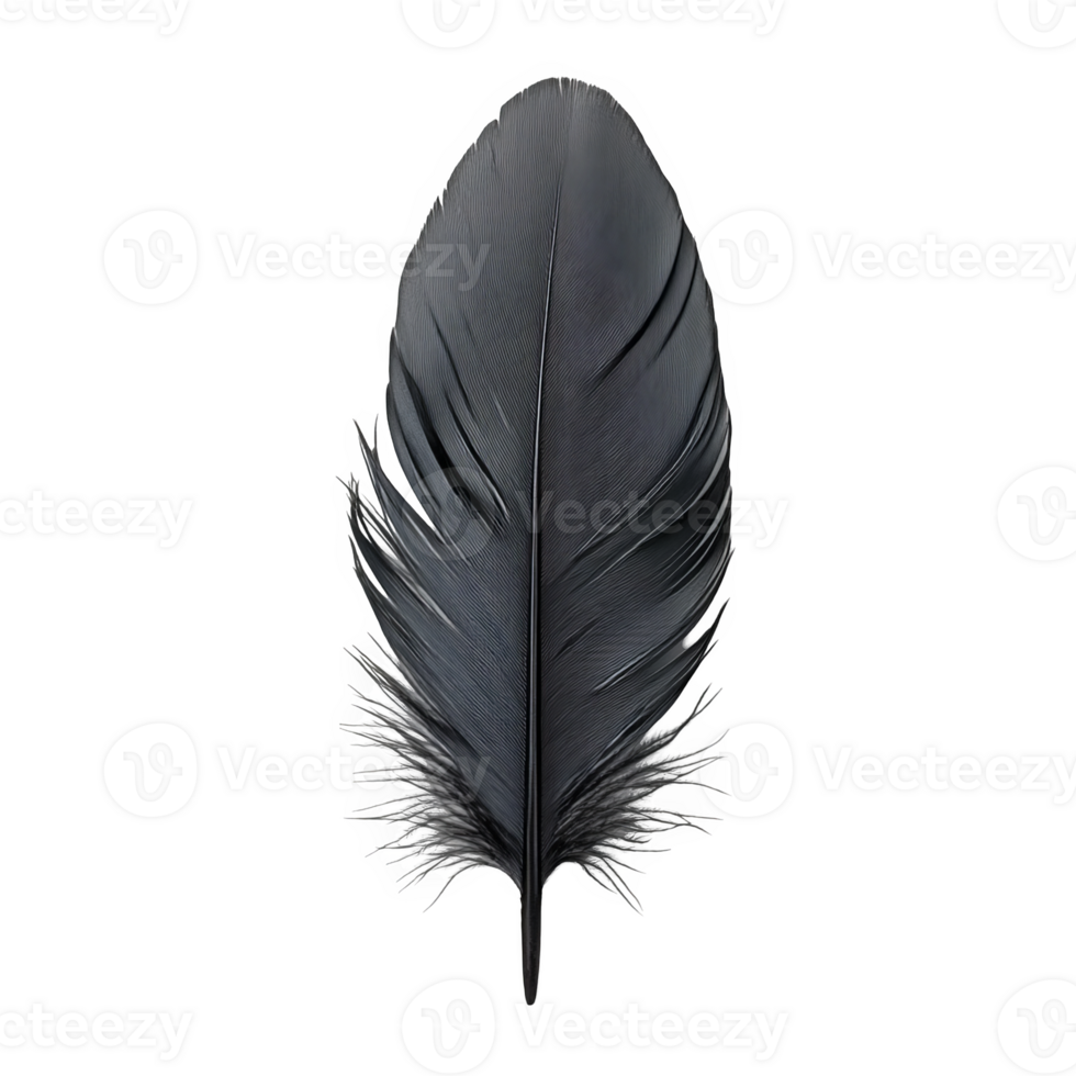 Delicate Black Feather transparent background png