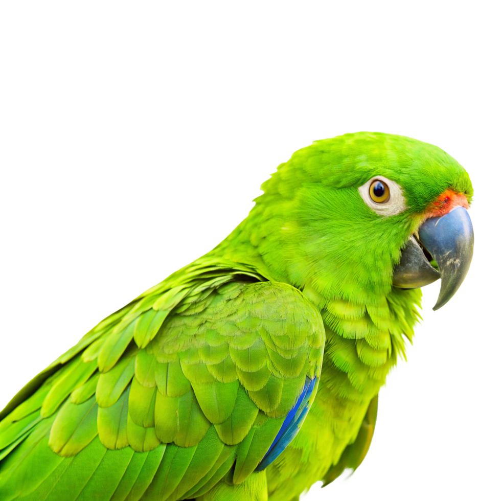 A green parrot with a red beak png