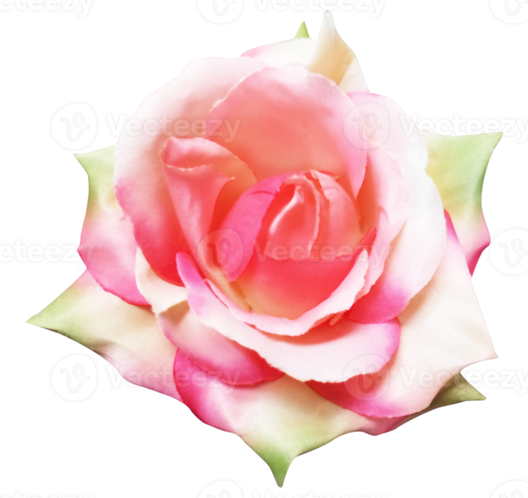 ♡Rose rose♡ 71T7FEPNQAL._UF894,1000_QL80_.jpg