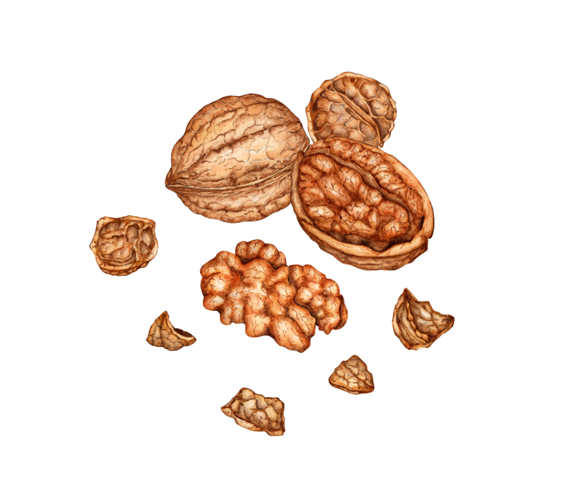 Whole walnut, half kernel and shell watercolor illustration isolated from background. Realistic texture and natural colors of the shell and kernel of the nut. Perfect cooking, botanical png