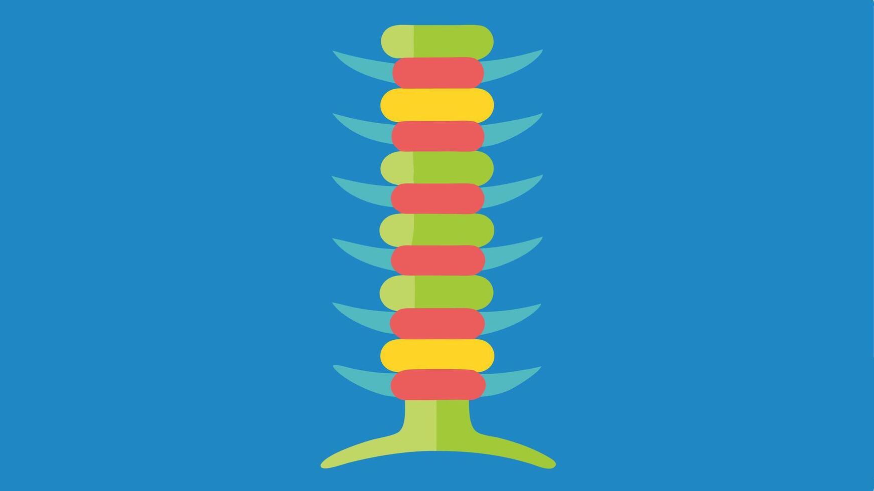Spinal Column Analysis An illustration focused on the spine with sections marked in bright colors to indicate healthy vertebrae and potential longevity indicators like spine. vector