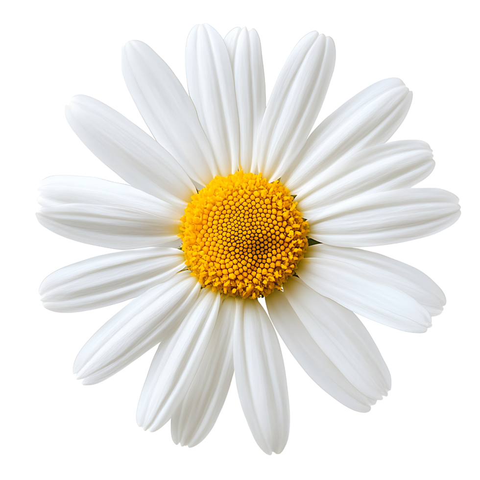 beautiful white daisy flower with vibrant yellow center, symbolizing purity and simplicity png