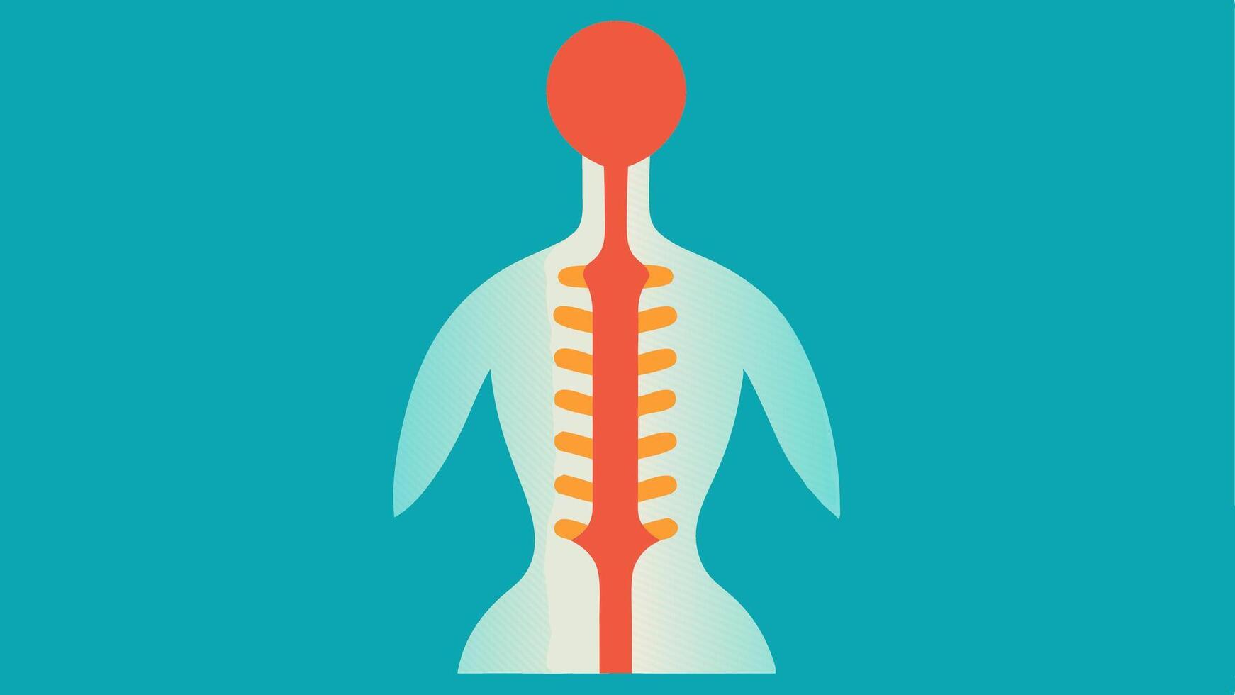 Stretched Spine Icon A stylized image of a human spine with highlighted sections accompanied by a visual cue illustrating the ideal posture versus slumped posture.. vector