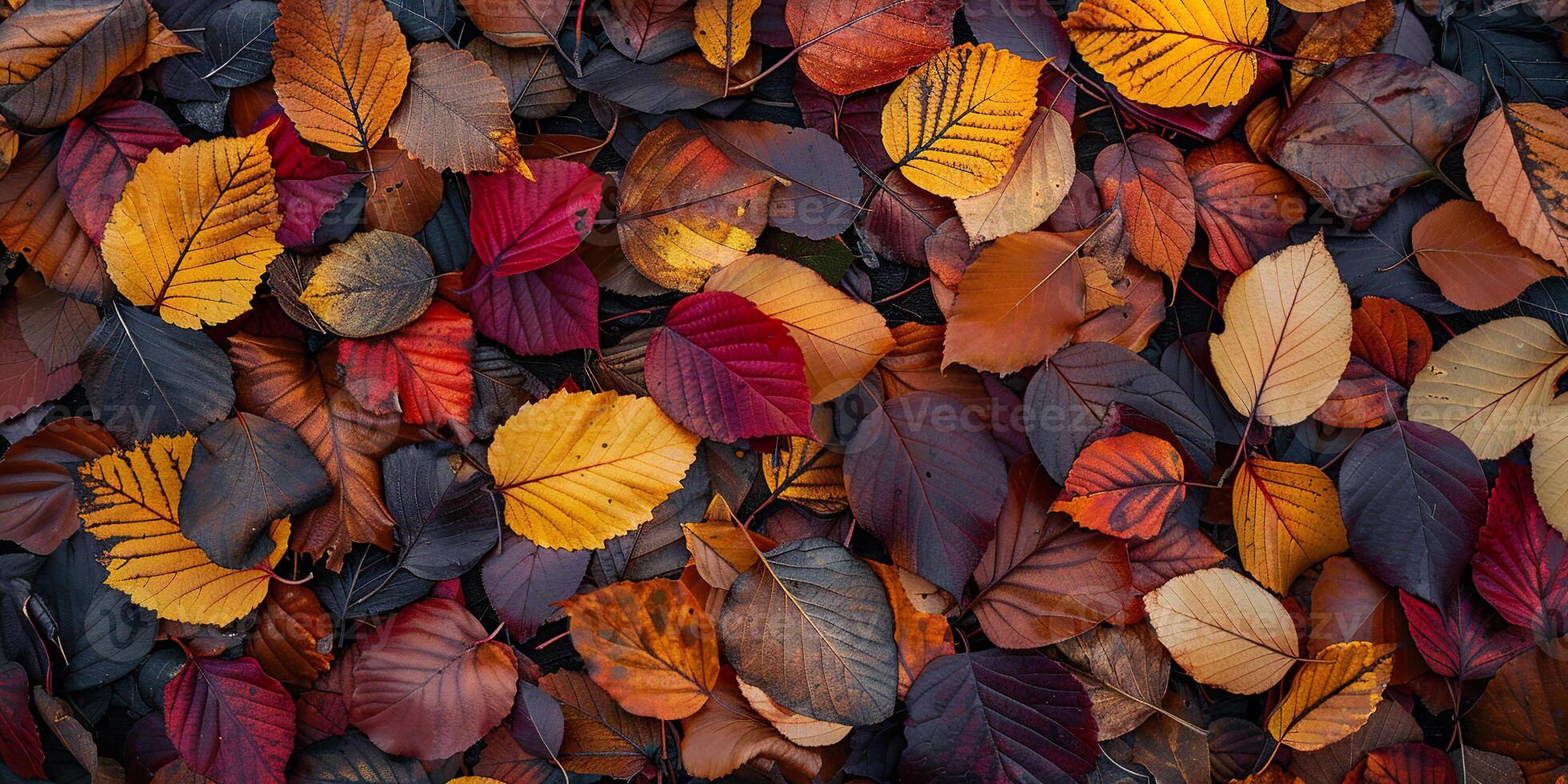 Autumn maple leaves brown, red, yellow background wallpaper backdrop. Sepia tones, copy space, fall, leaf composition, bright colors photo