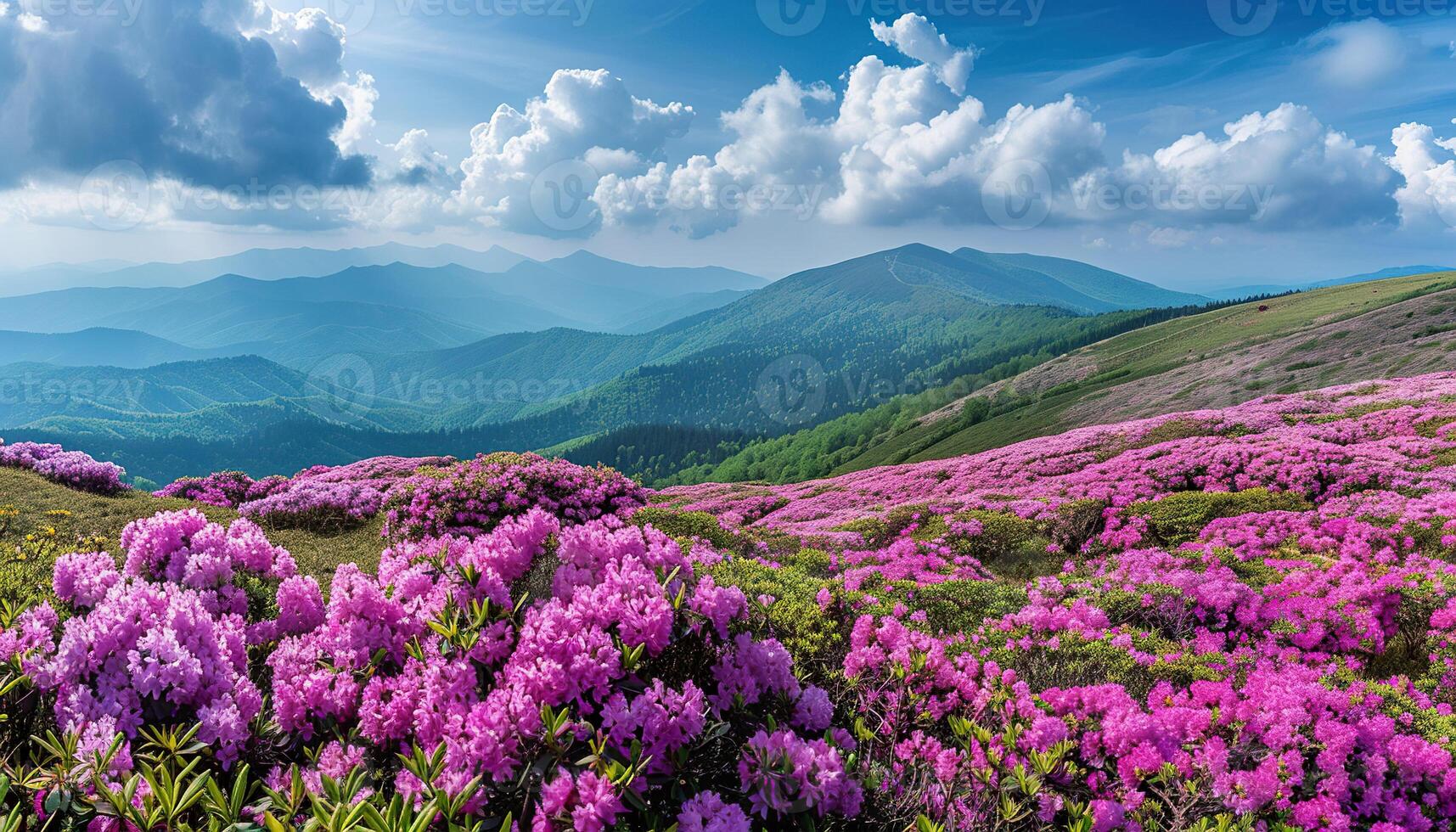 Mountain range panorama with pink rhododendron flower fields background wallpaper backdrop photo