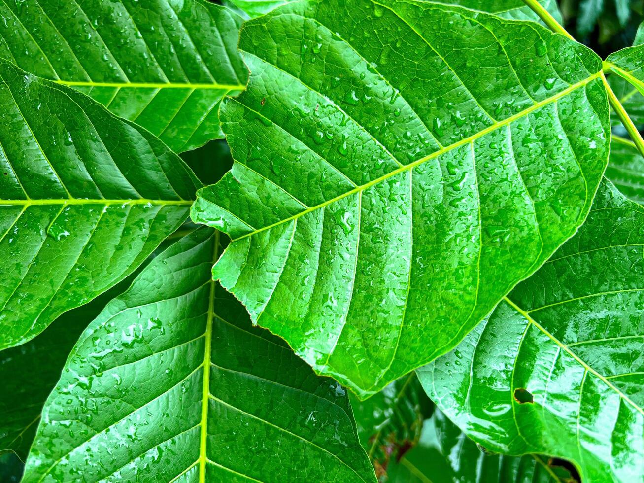 Close-up of green leaves with water droplets on the surface, showcasing the freshness and texture of nature after rainfall photo