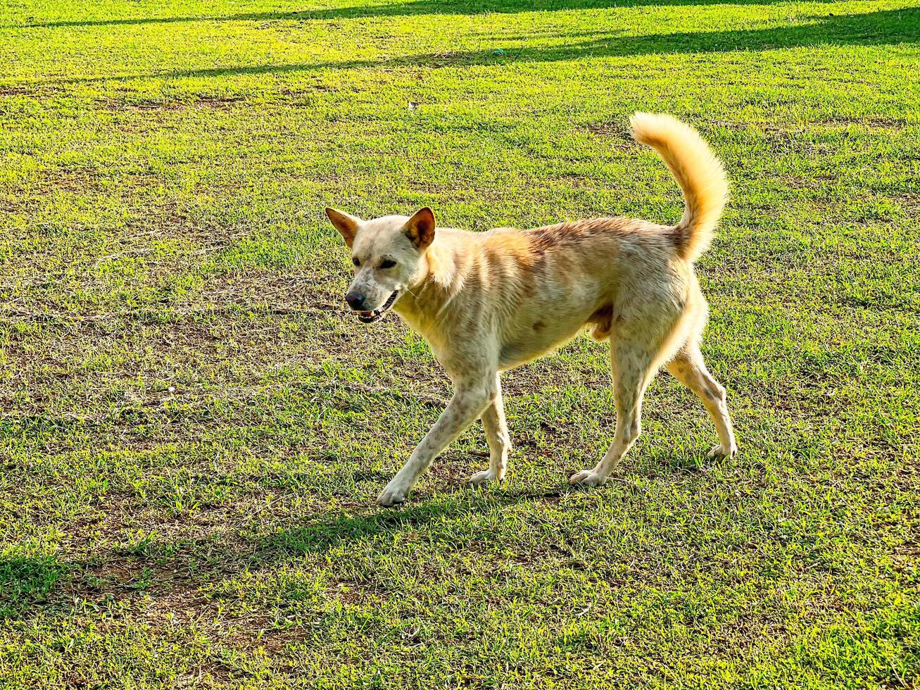Dog strolling in the grassy field during a sunny afternoon photo