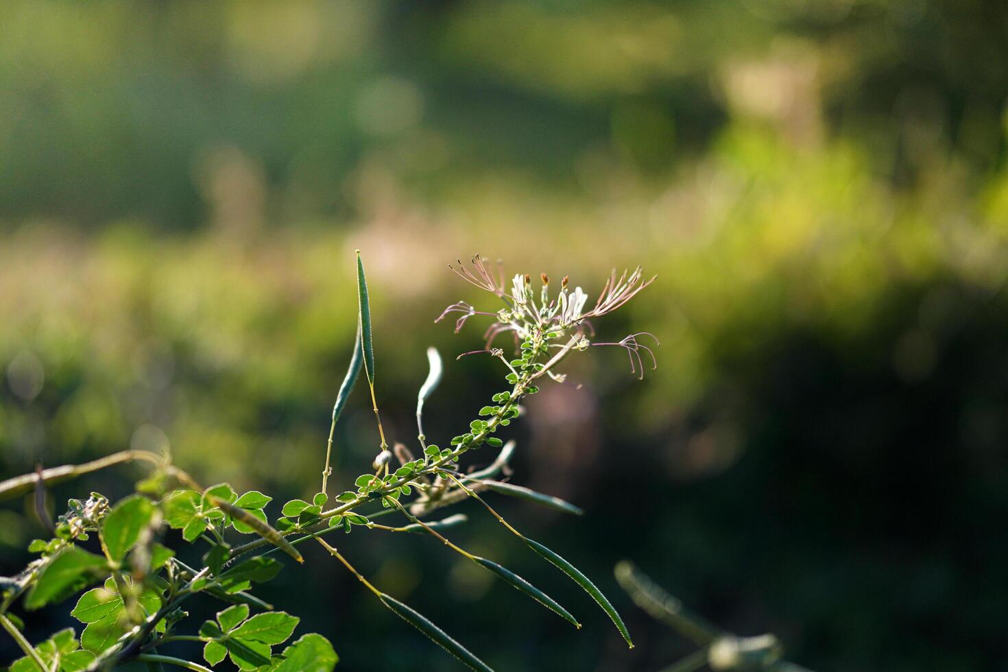 Elegant grass flower background, perfect for nature-inspired designs, outdoor themes, and decorative graphic projects photo