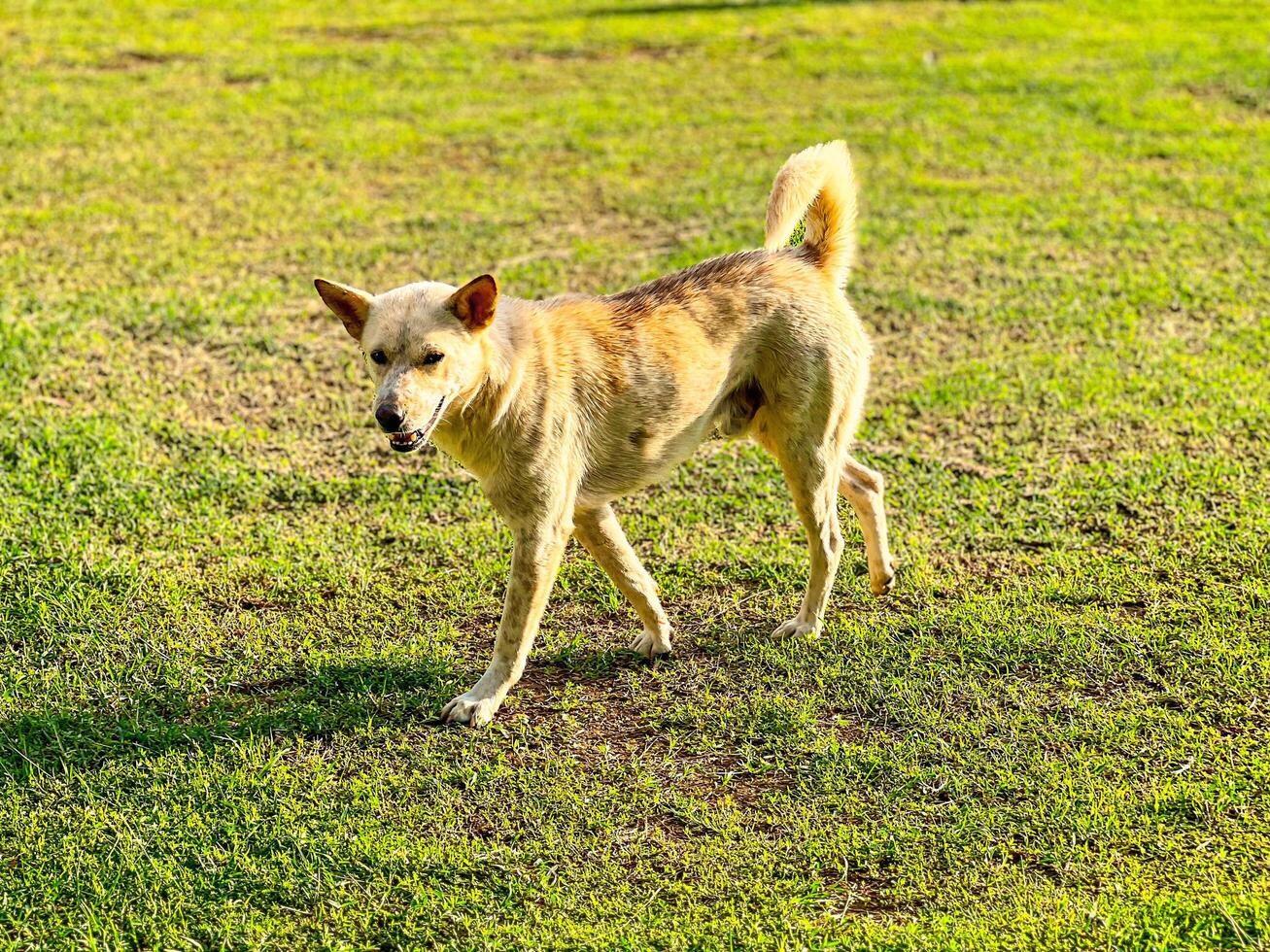 Dog strolling in the grassy field during a sunny afternoon photo