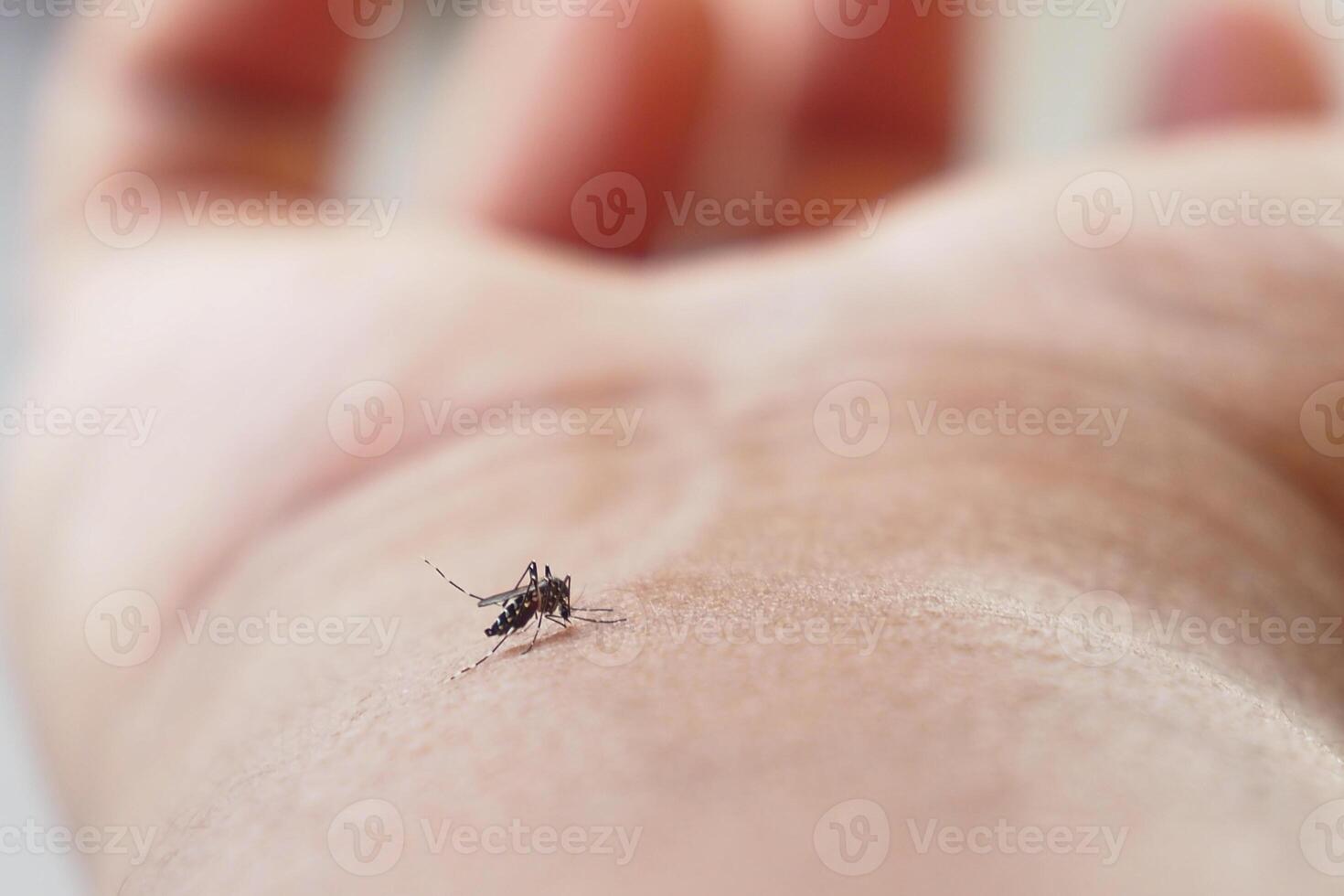 A closeup image of a mosquito feeding on a human hand in natural light for photography photo