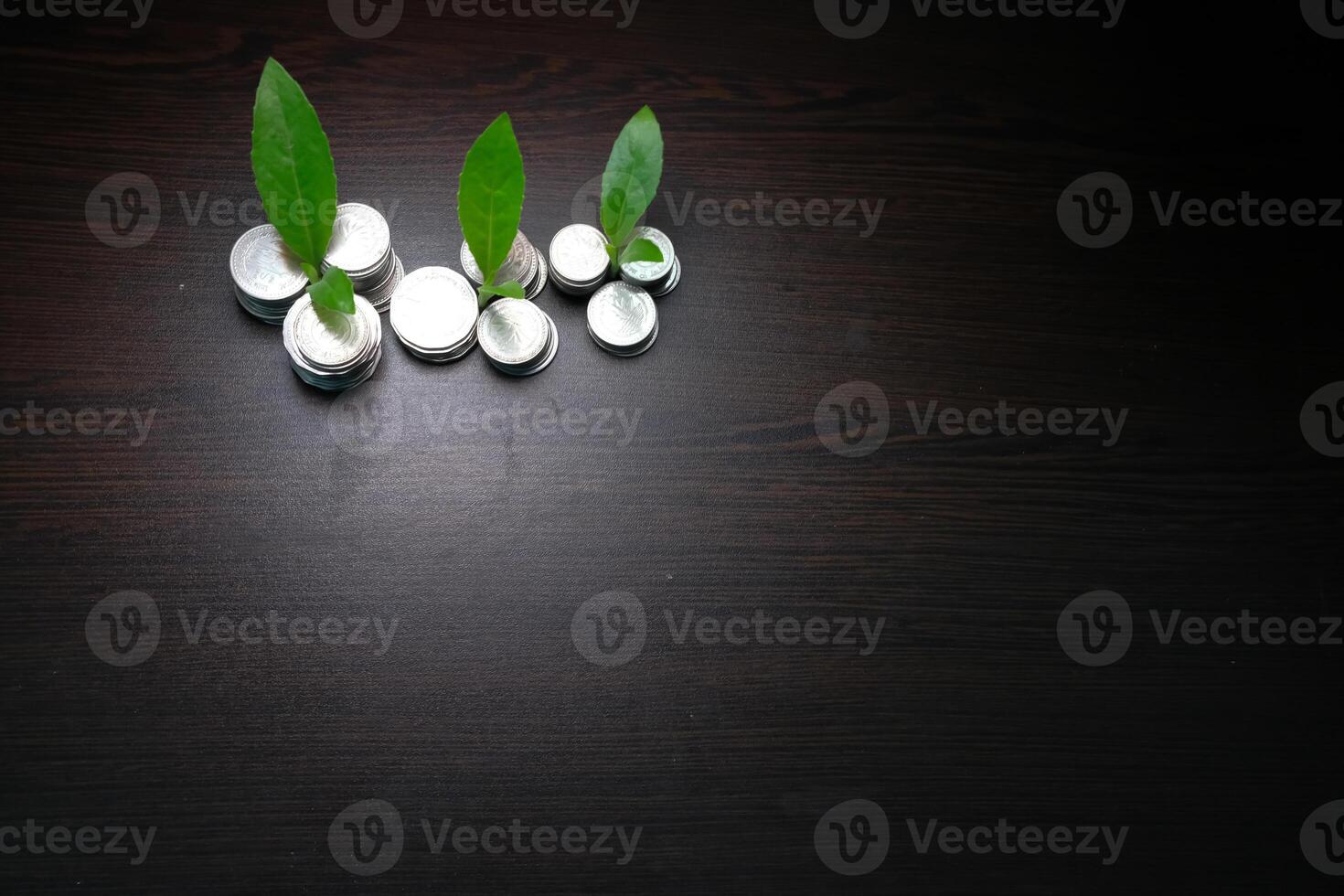The Growth of Investment Leaves and Coins That Symbolize Prosperity and Abundance in Life photo