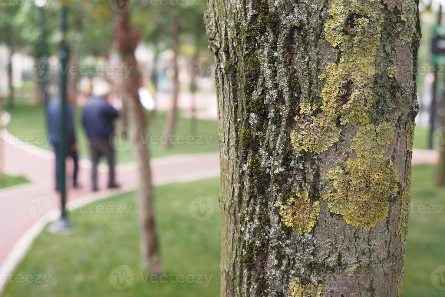 A CloseUp Image of a Detailed Textured Tree Bark Featuring Lichen in an Urban Park Setting photo
