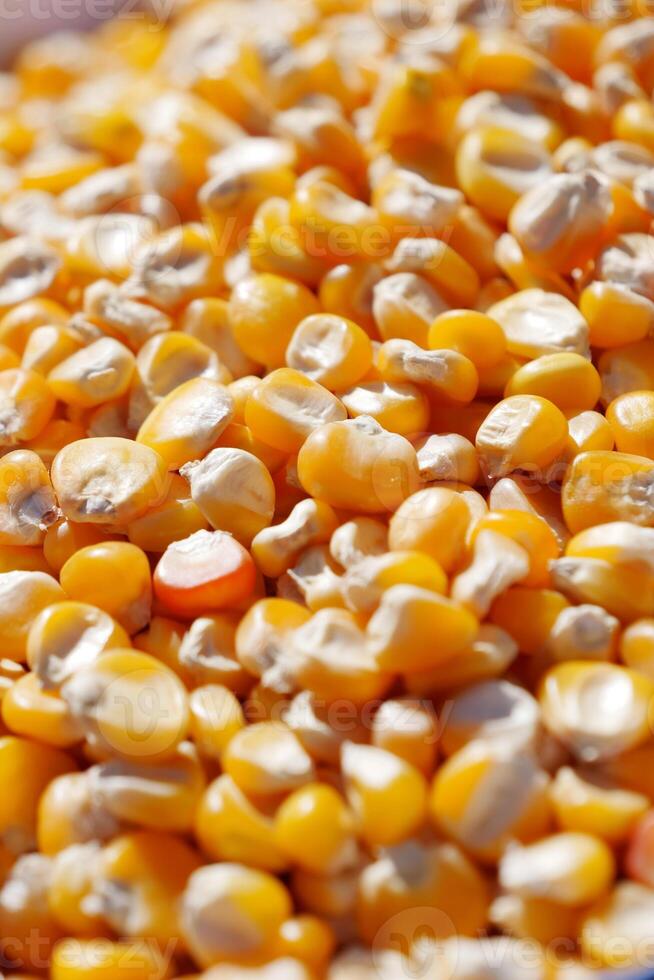 Closeup image of vibrant Golden Corn Kernels, ideal for culinary and agricultural use photo