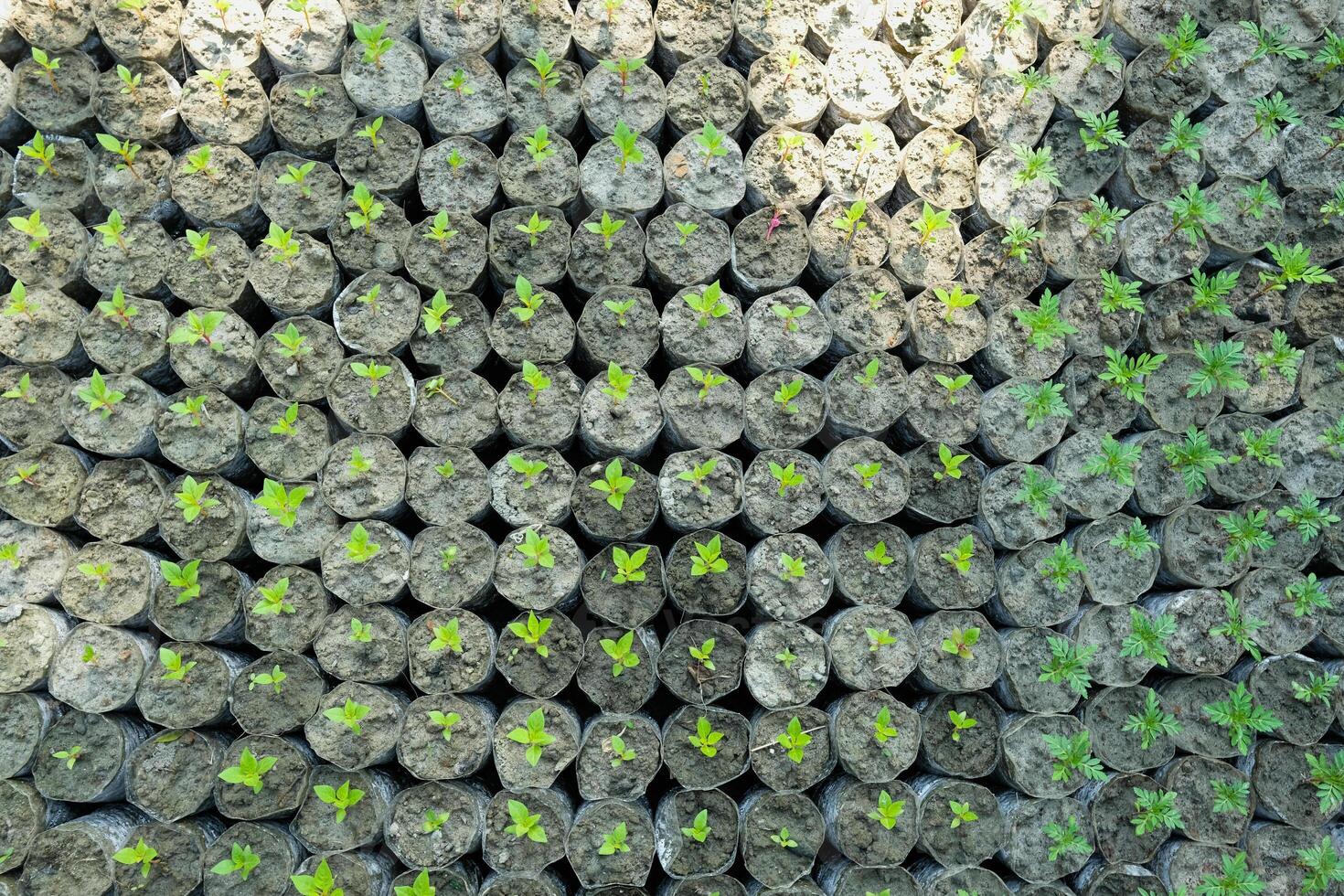 Vibrant Seedlings Thriving and Growing Strongly in EcoFriendly and Sustainable Planting Cells photo