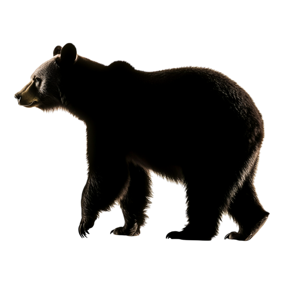 Silhouette of a Bear Against png