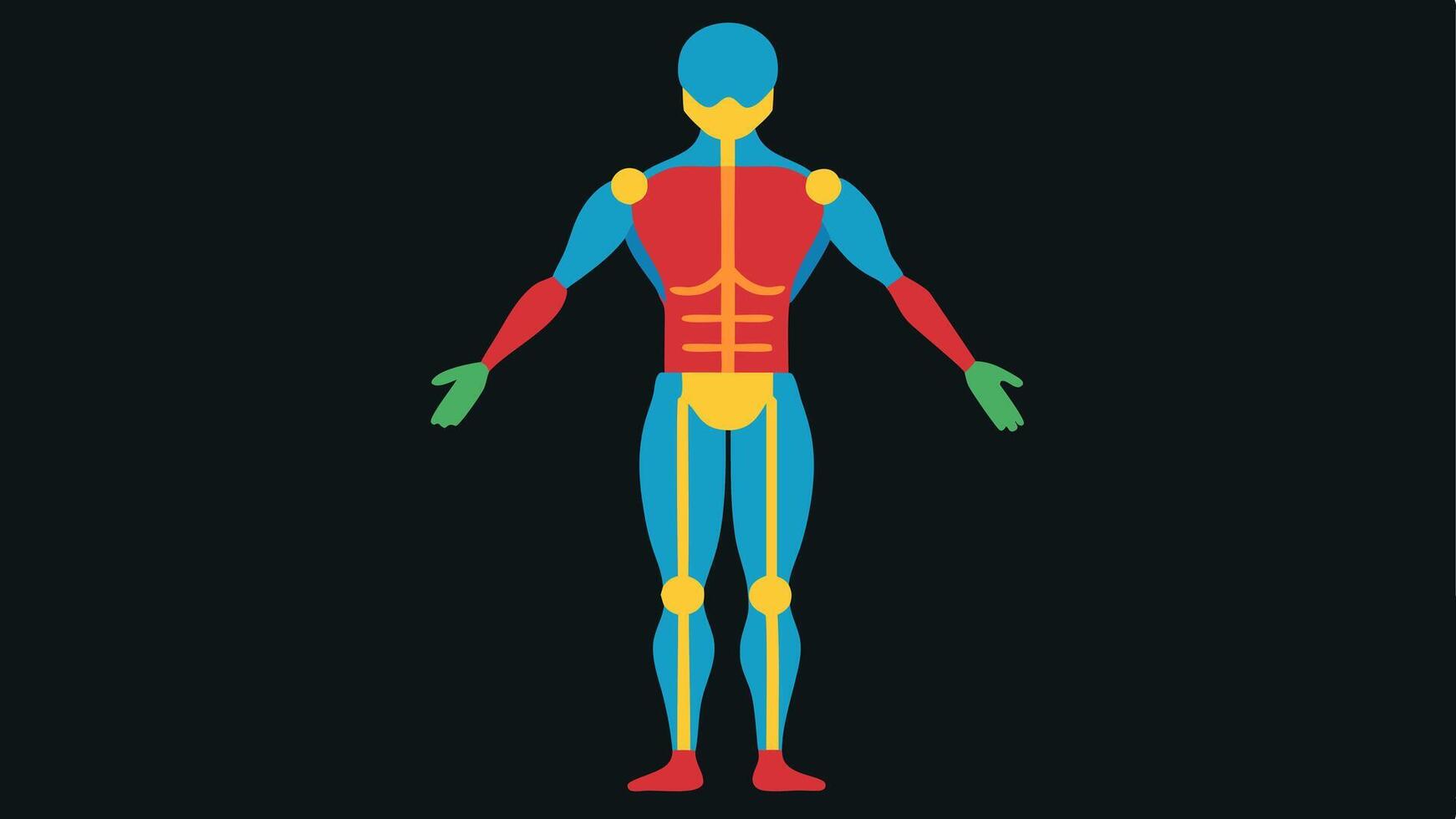 Precision Mapping A graphic representation of the skeletal and muscular systems within the scanned model with colorcoded areas representing different tissues.. vector