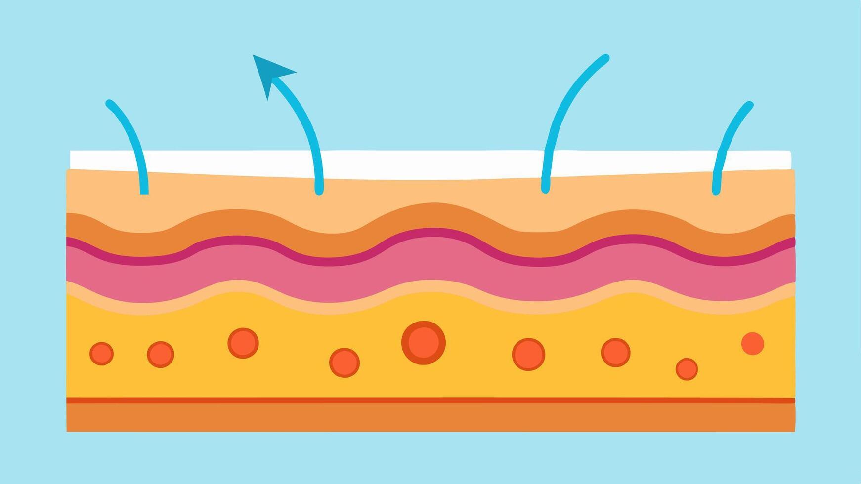 Skin Layer CrossSection An illustration showing a crosssection of skin layers highlighting the epidermis and dermis with arrows indicating cellular regeneration and repair. vector