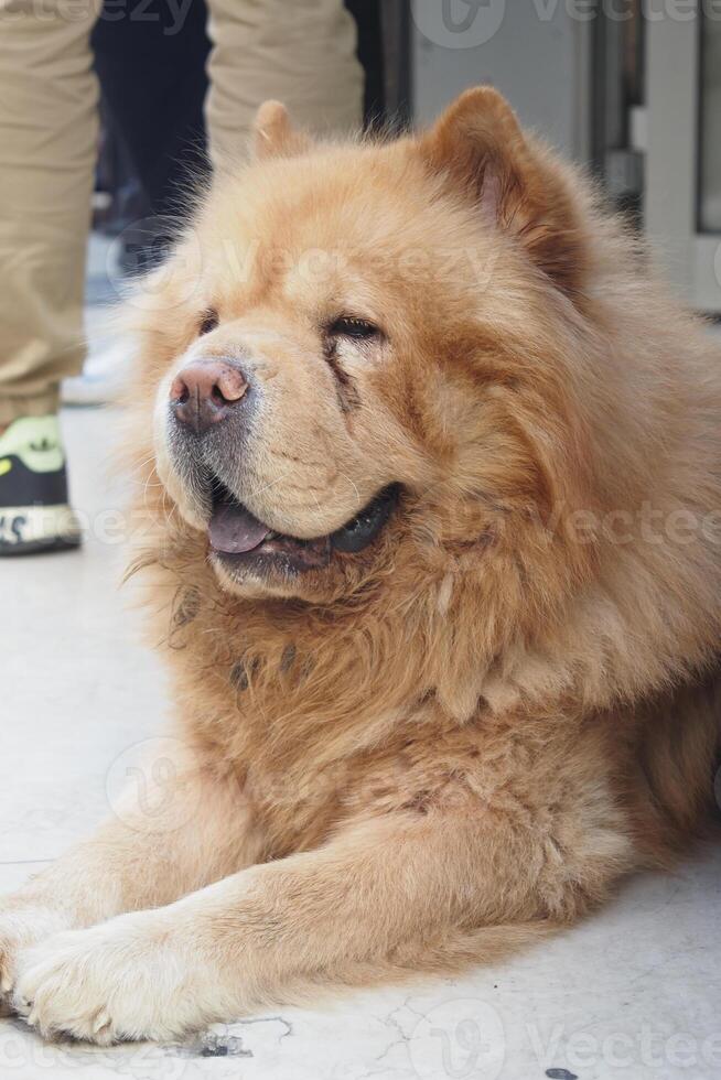 A Happy Chow Chow Dog is Sprawled Out, Relaxing Serenely in the Beautiful Outdoors photo