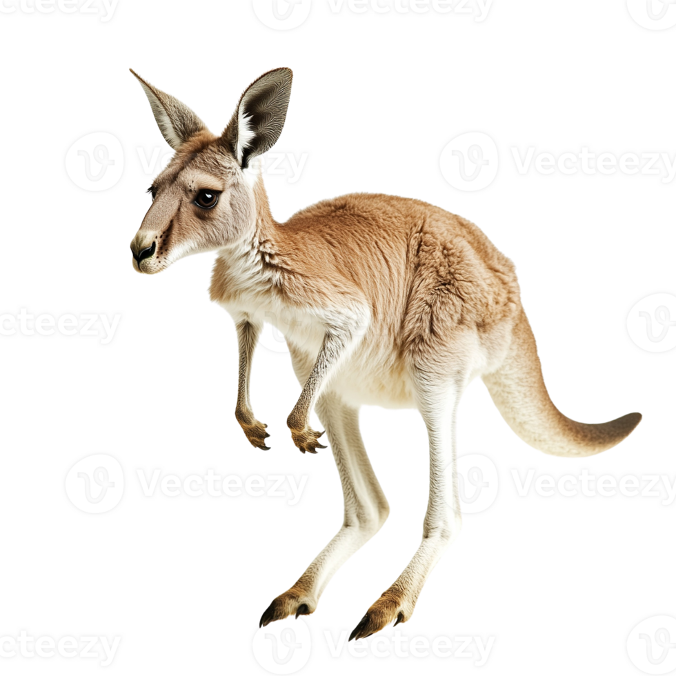 Kangaroo Standing on Transparent Background png