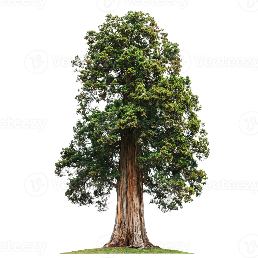 Majestic Tree Isolated on Transparent Background png