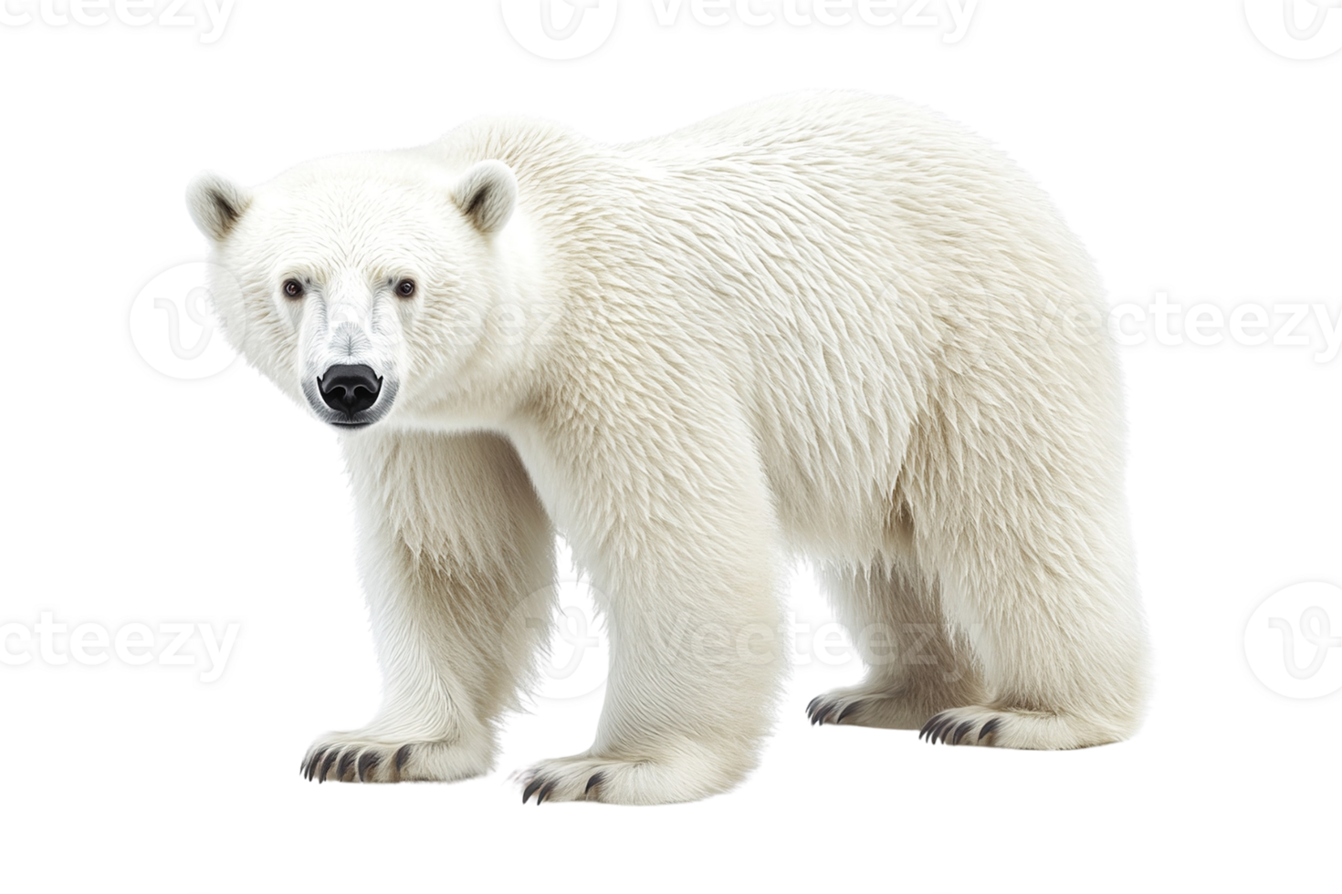 Realistic Polar Bear png