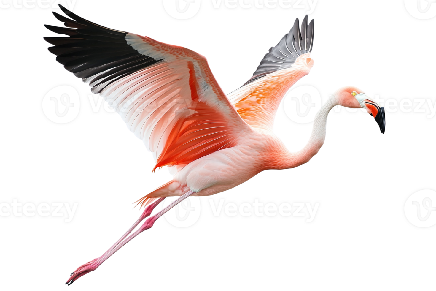 Flamingo in Flight with Extended Wings png