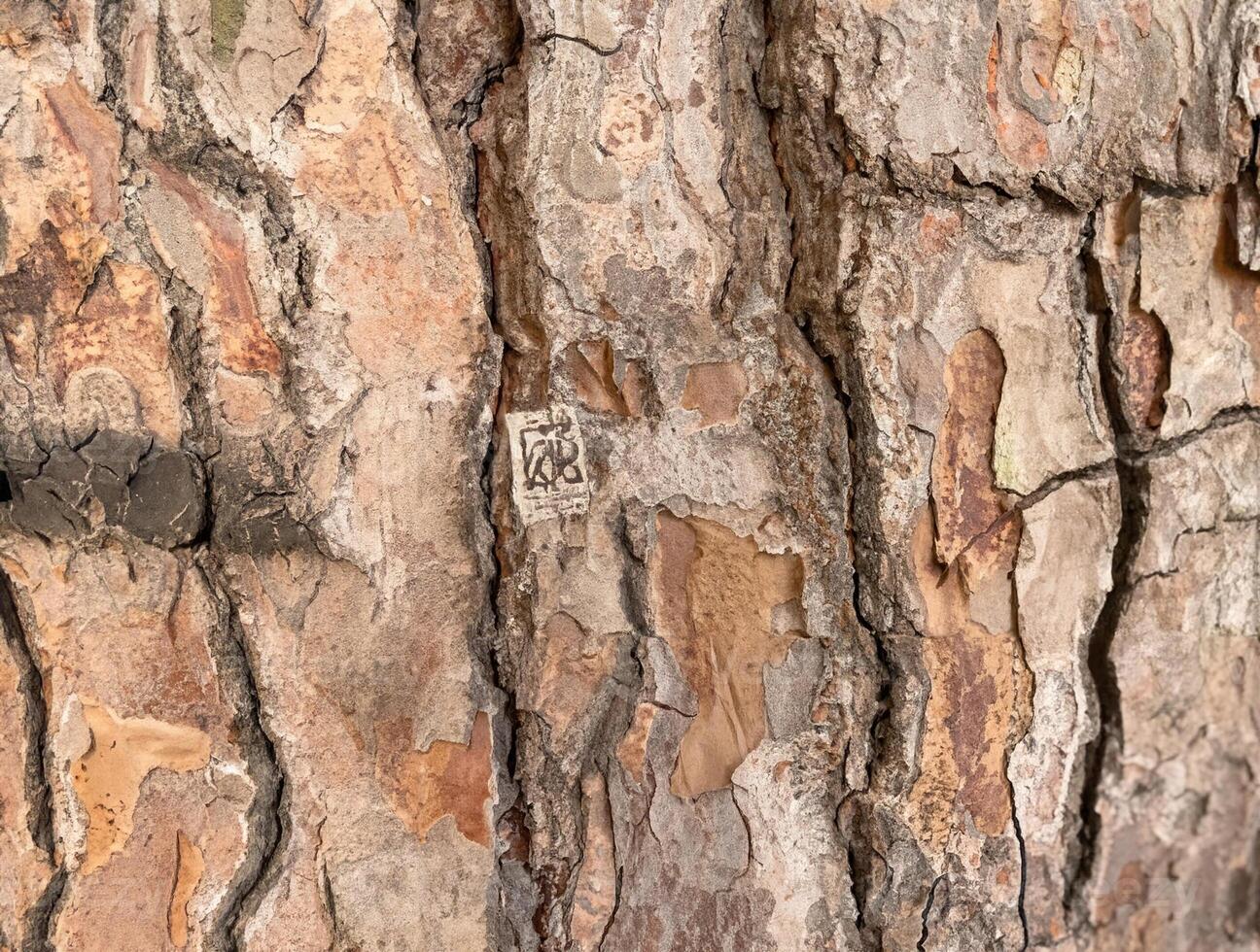 Detailed view of tree bark showing natural textures, cracks, and earthy tones, ideal for nature backgrounds or organic design. photo