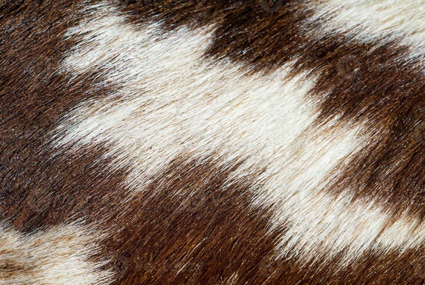 Detailed close-up of brown and white animal fur, ideal for backgrounds, textures, or natural pattern concepts. photo