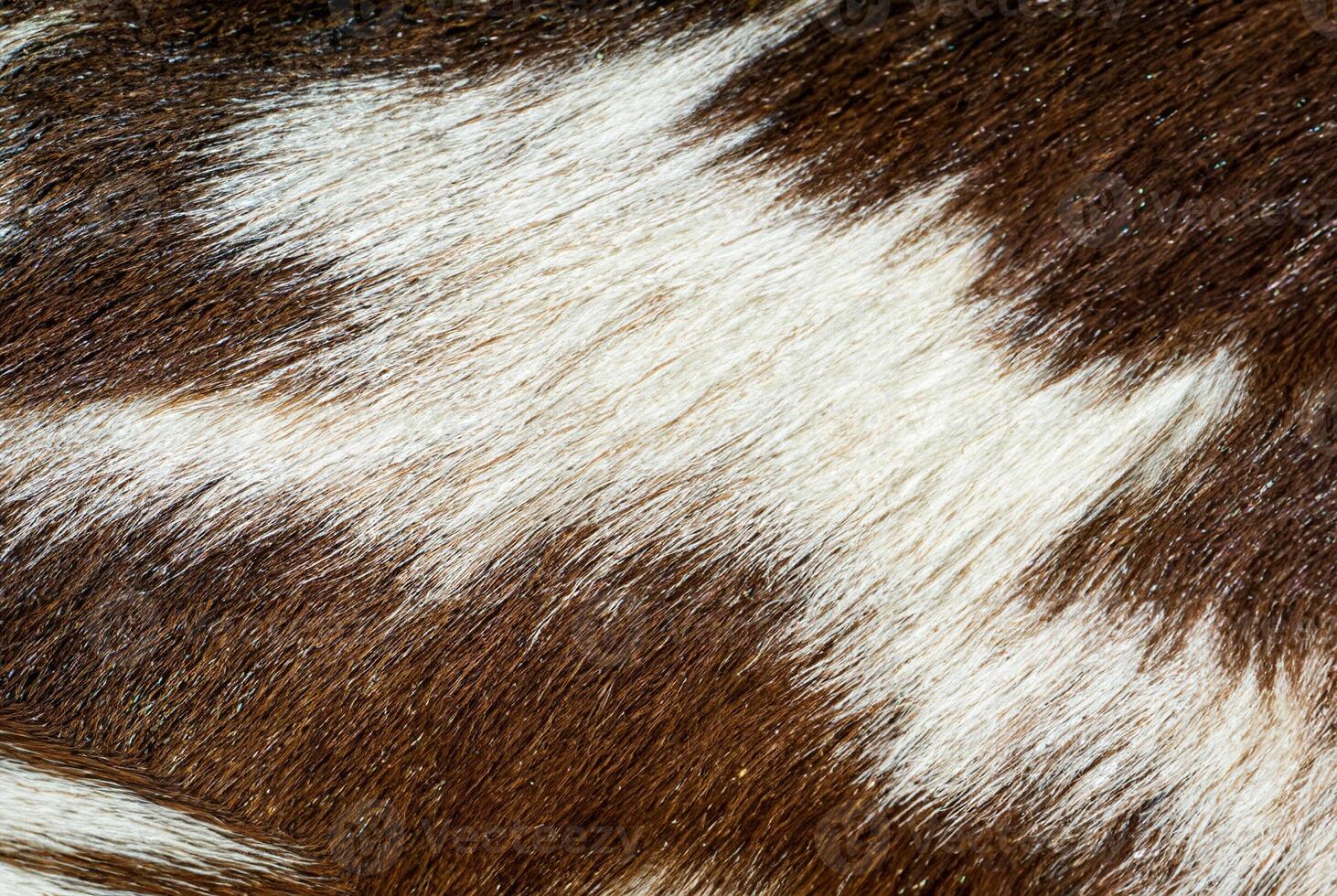 Detailed close-up of brown and white animal fur, ideal for backgrounds, textures, or natural pattern concepts. photo