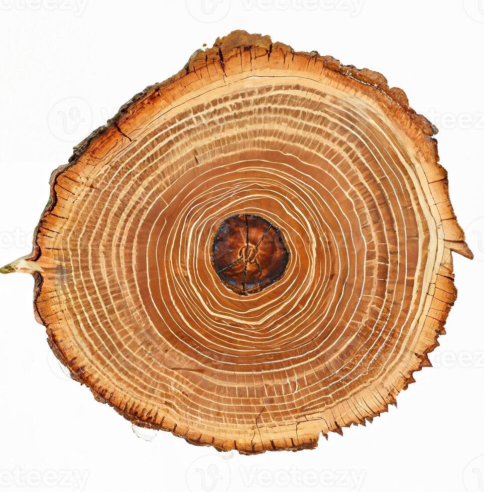 A detailed tree trunk cross-section showing natural growth rings on a white background. photo