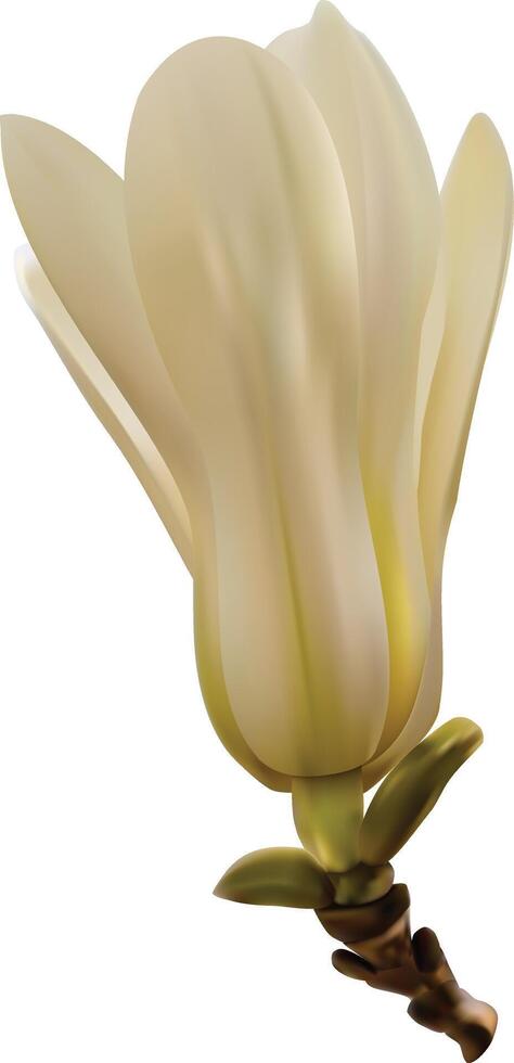 White magnolia flower white background. vector