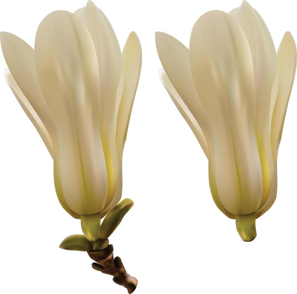 White magnolia two flower white background. vector