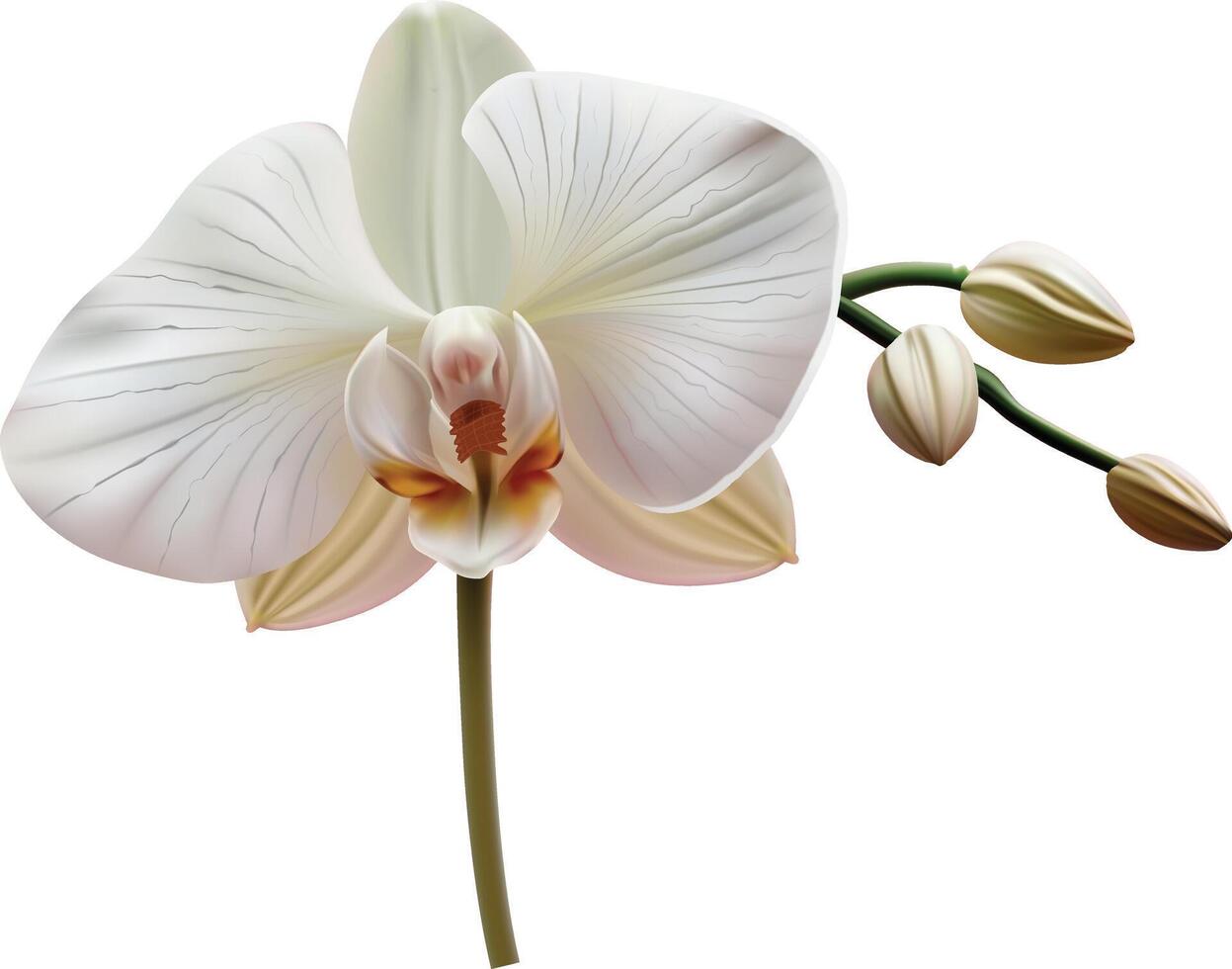 White Orchid Flower white background vector