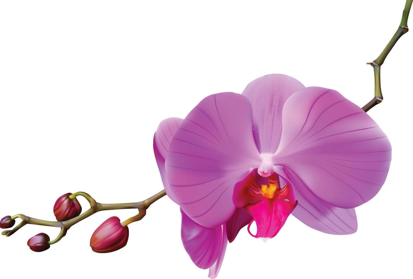 Beautiful pink Orchid. Gentle flower on branch isolated on white background vector