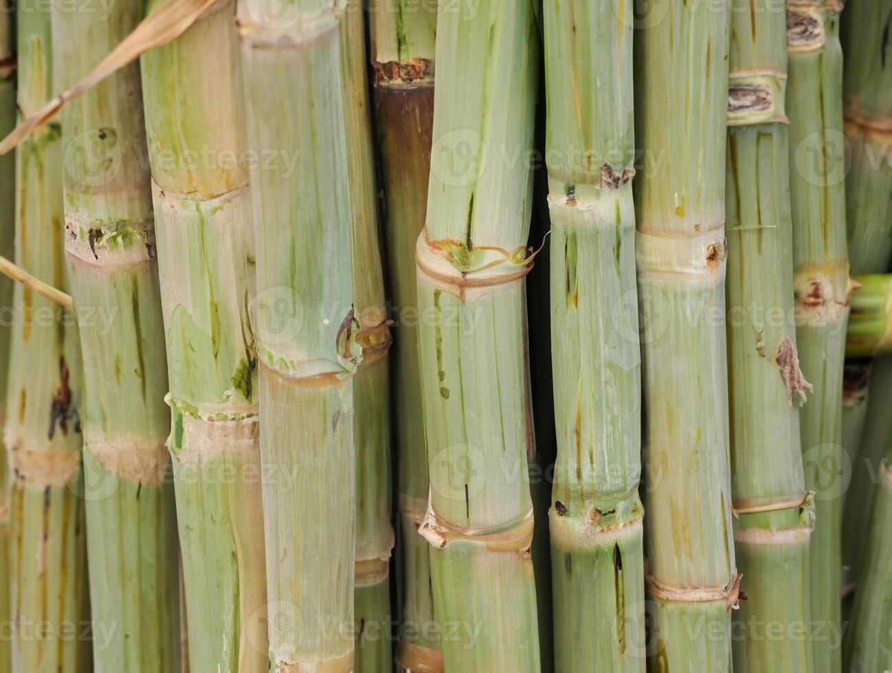 Close-up shot of green sugarcane stalks, showcasing texture and natural patterns, ideal for agriculture and food-related themes. photo
