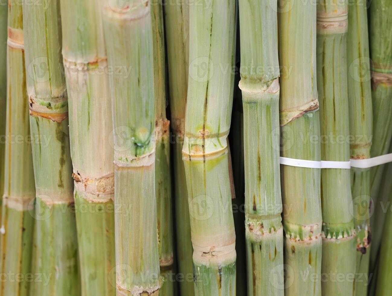 Close-up shot of green sugarcane stalks, showcasing texture and natural patterns, ideal for agriculture and food-related themes. photo