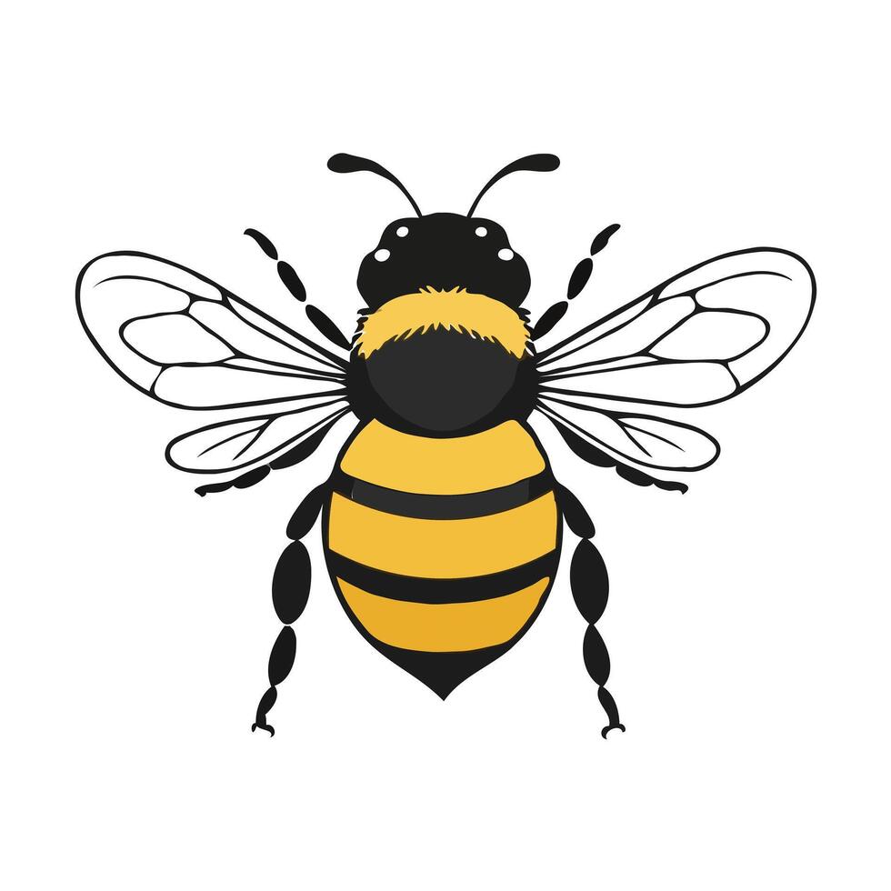 A bee with black and yellow stripes on its back vector