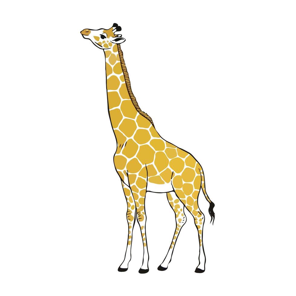 A giraffe standing on a white background vector