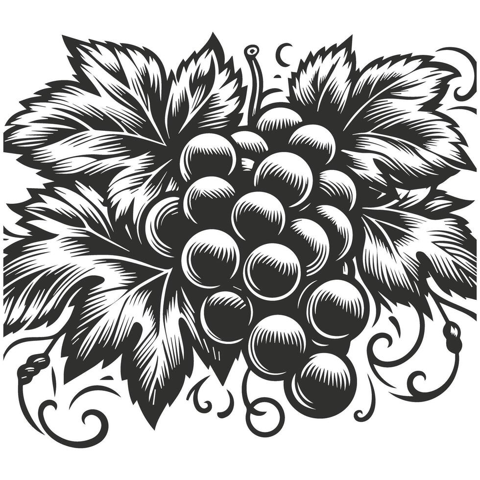 Grape Vine Outline Hand Drawn vector
