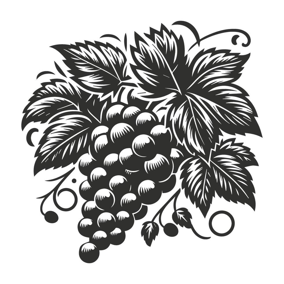 Hand Sketched Grape Vine Illustration vector