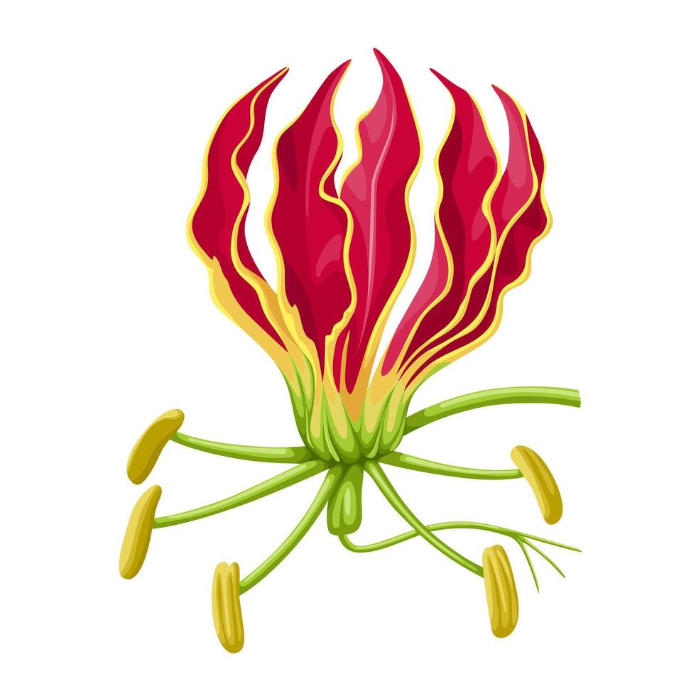 Illustration of Cyrtanthus ventricosus, commonly called fire lily, isolated on white background. vector