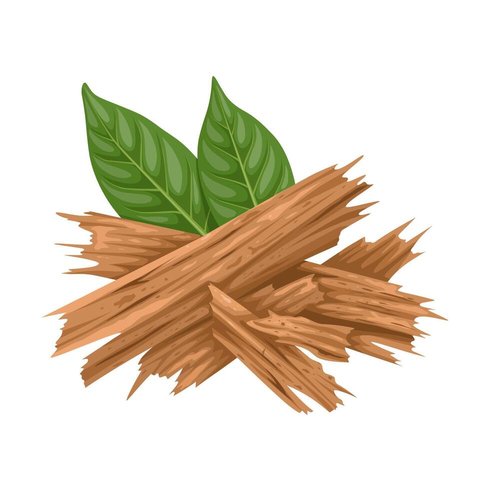 Illustration of yohimbe tree bark, with green leaves, scientific name Corynanthe johimbe, isolated on white background. vector