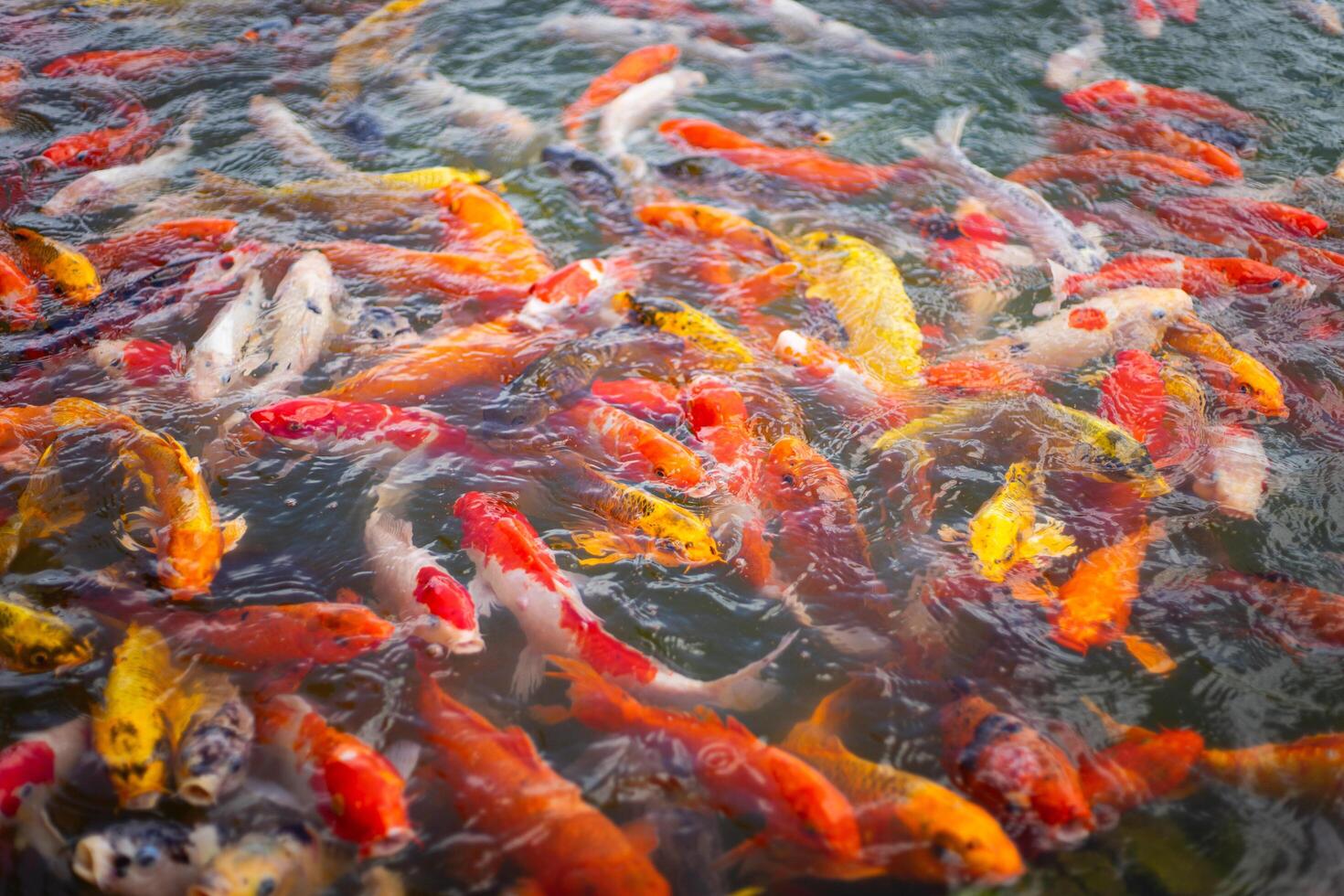Many koi carp fish photo