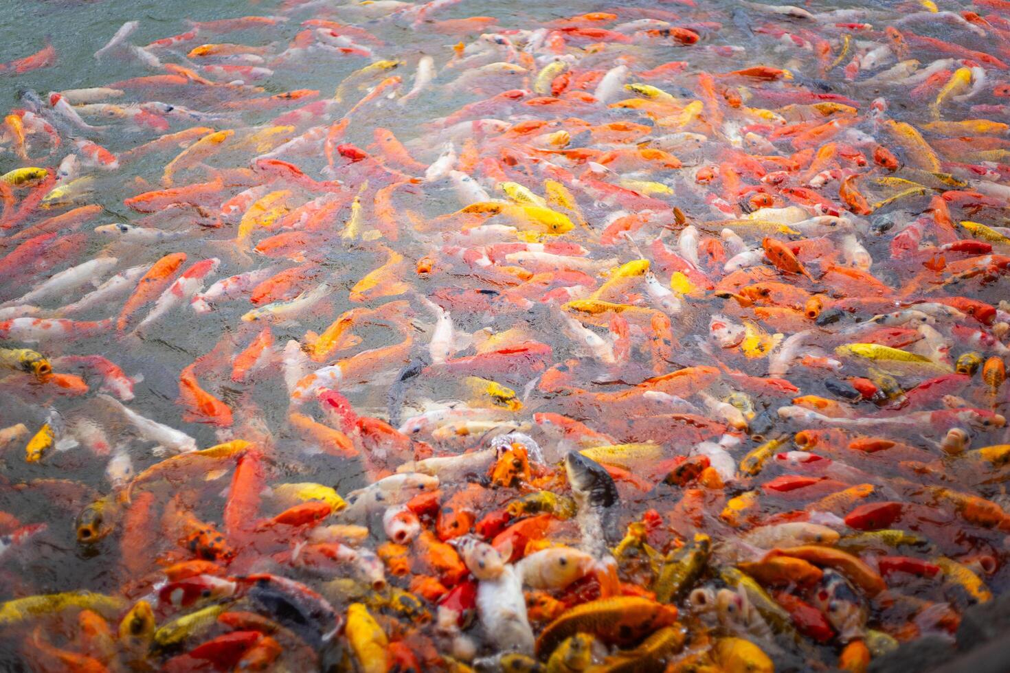 Many koi carp fish photo