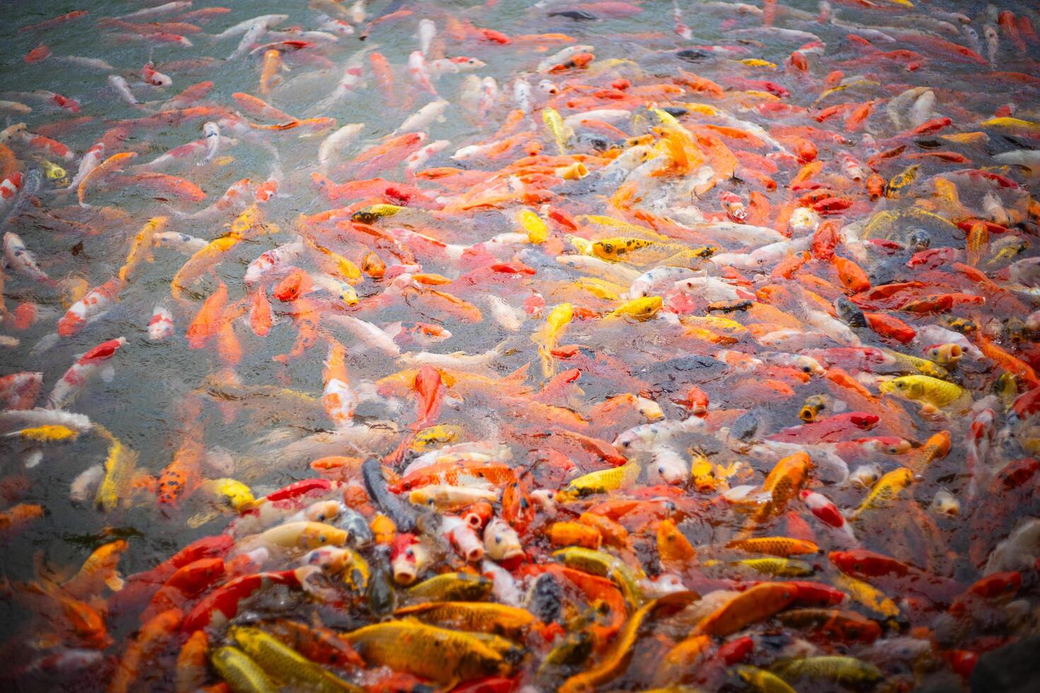 Many koi carp fish photo