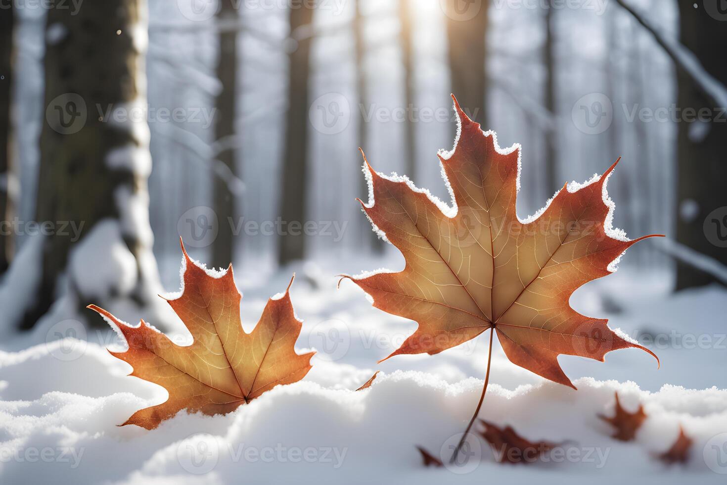 Selective focus of two orange maple leaf frozen on snow in winter forest bathed with glow of natural sun light ray scene background photo