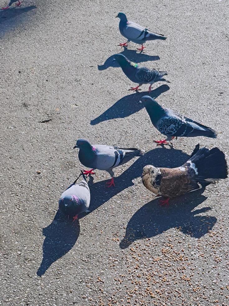 Feral pigeons, descendants of domestic pigeons photo