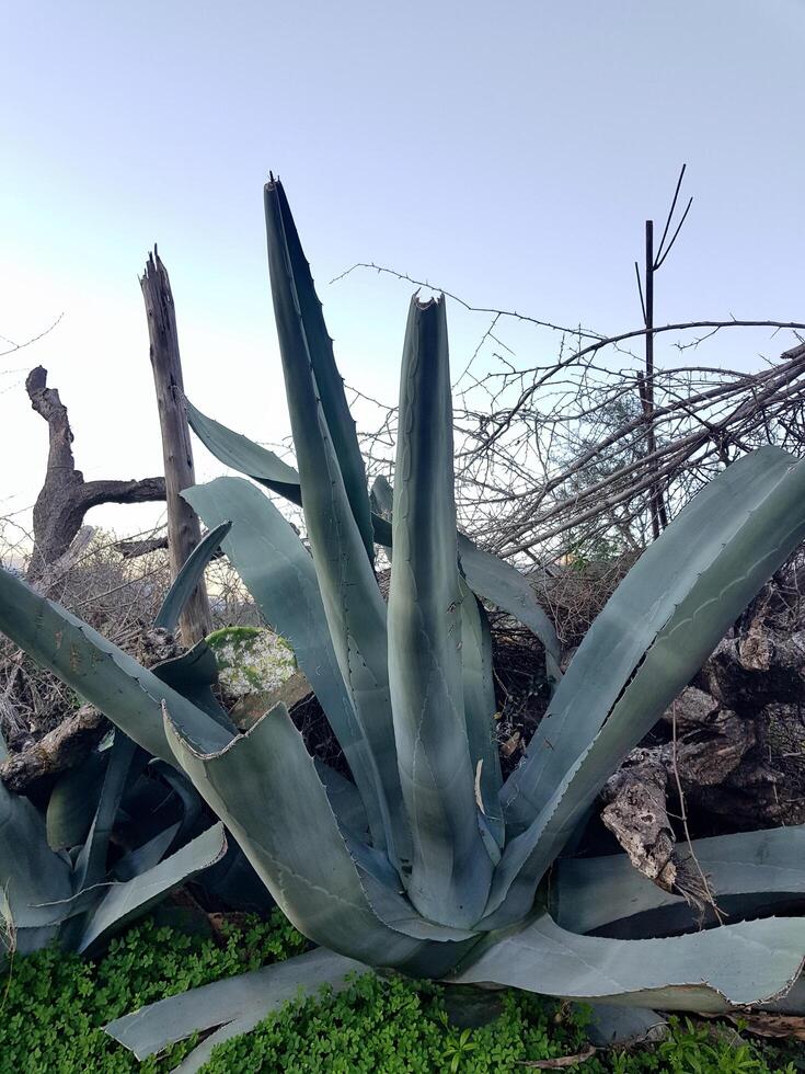 Agave Nigra Stark Beauty in Fuerteventura Nature photo