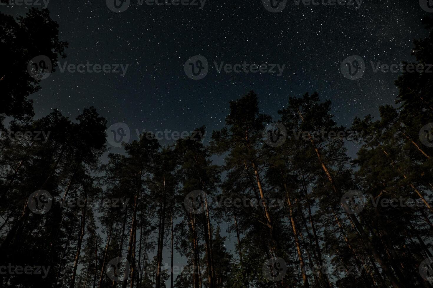 A clear night reveals a stunning display of stars twinkling above a dense forest, where tall trees rise majestically against the cosmic backdrop, creating a serene atmosphere. photo