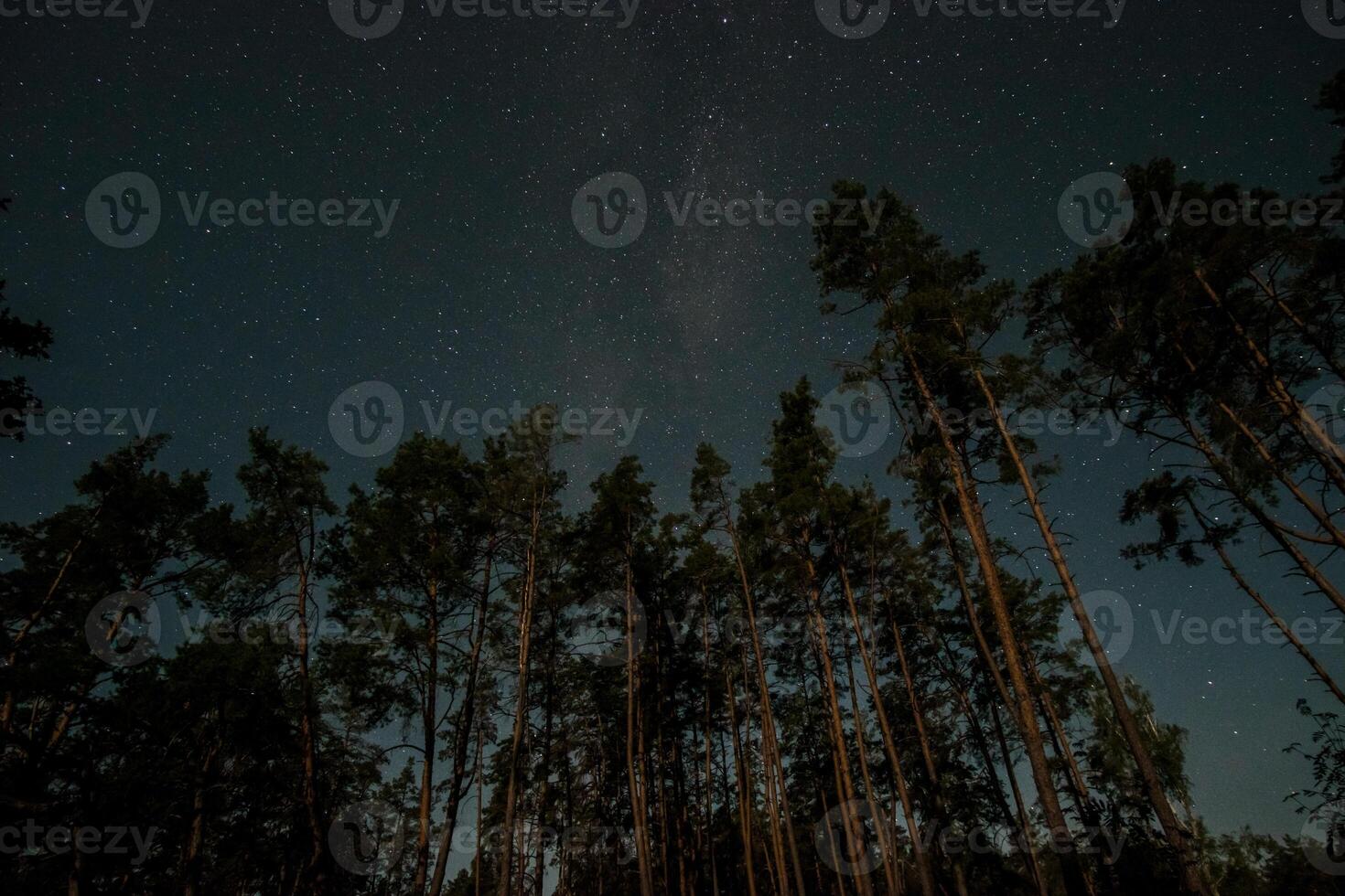 The night sky is filled with stars, illuminating the tall trees that stand silently in a secluded forest at dusk, creating a peaceful and tranquil setting. photo